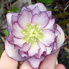 Морозник восточный Дабл Элен Пикоти