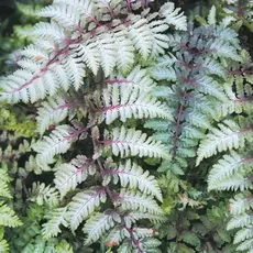 Папоротник Кочедыжник японский Металликум