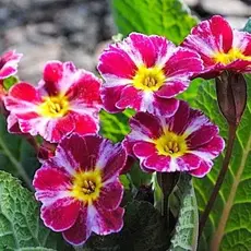 Примула гибридная Дарк Розалин