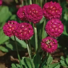 Примула мелкозубчатая Ред