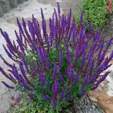 Сальвия дубравная (Шалфей) Блаукенигин