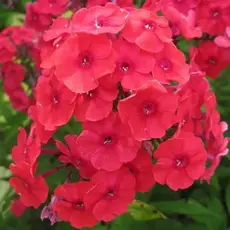 Флокс метельчатый Юник Ред