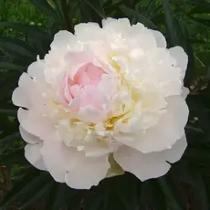 Пион молочноцветковый Вог