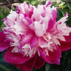 Пион молочноцветковый Дейдрим