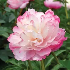 Пион молочноцветковый Джокер