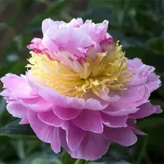 Пион молочноцветковый Лавон