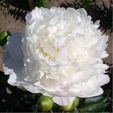 Пион молочноцветковый Мун овер Баррингтон