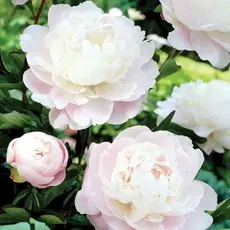 Пион молочноцветковый Мунстоун