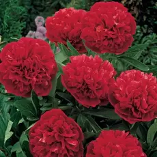 Пион молочноцветковый Оффициналис Рубра Плена