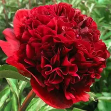 Пион молочноцветковый Ред Грейс