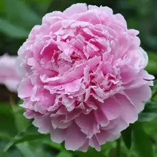 Пион молочноцветковый Сара Бернар Юник