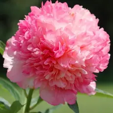 Пион молочноцветковый Сэлмон Глори