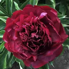 Пион молочноцветковый Хайлайт