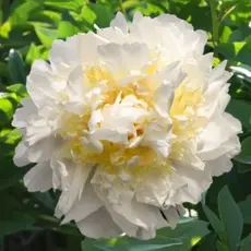 Пион молочноцветковый Хани Голд