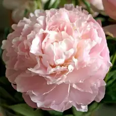 Пион молочноцветковый Шифон Парфе