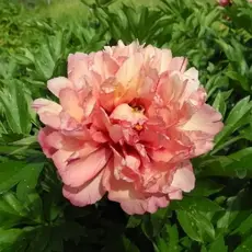 Пион ИТО-гибрид Коппер Кеттл