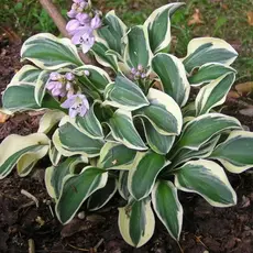 Хоста Фанни Маус