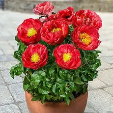 Пион молочноцветковый Москва