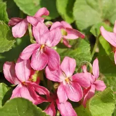 Фиалка душистая Розеа