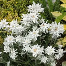 Эдельвейс альпийский