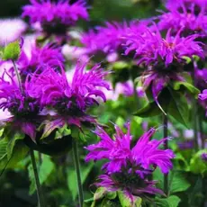 Монарда гибридная Прейринахт