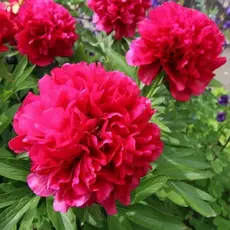 Пион молочноцветковый Ред Суприм