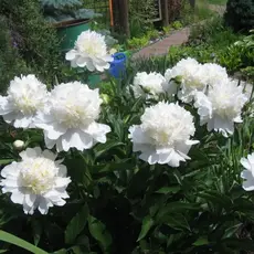 Пион молочноцветковый Чарльз Уайт