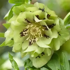 Морозник восточный Эллен Грин