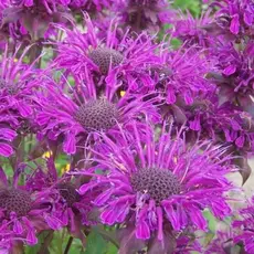 Монарда гибридная Скорпион