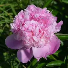 Пион молочноцветковый Месье Жюль Эли