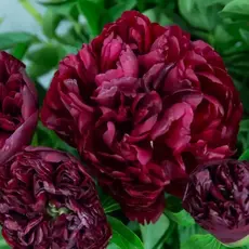 Пион молочноцветковый Петер Бранд