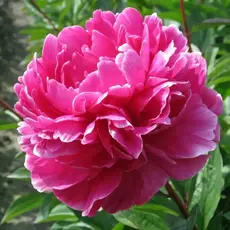 Пион молочноцветковый Эмпайр Стейт