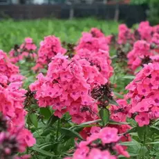 Флокс метельчатый Виндзор