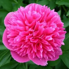 Пион молочноцветковый Оффициналис Розеа Плена