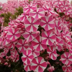 Флокс метельчатый Пепперминт Твист