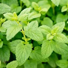 Мята перечная Лемон