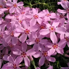 Флокс шиловидный Марджори