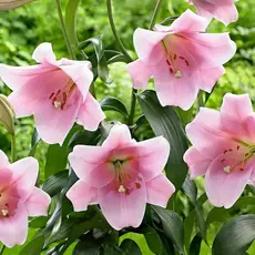 Лилия Беллсонг