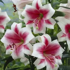 Лилия Триумфатор ЛО-гибрид