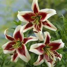 Лилия Беверли Дримс ОТ-гибрид