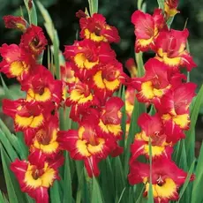 Гладиолус Far West