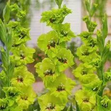 Гладиолус Fergie