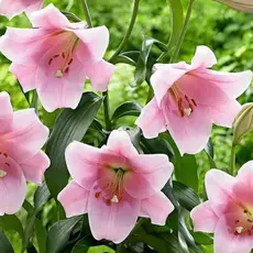 Лилия Беллсонг ЛО-гибрид