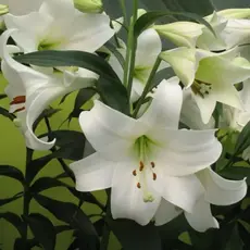 Лилия Вайт Триумф