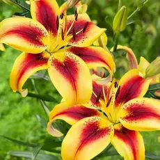 Лилия Вива ла Вида АОА-гибрид