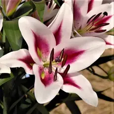 Лилия Гаучо ОТ-гибрид