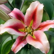 Лилия Олимпик Торч ОТ-гибрид