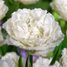 Тюльпан бахромчатый Сноу Кристал