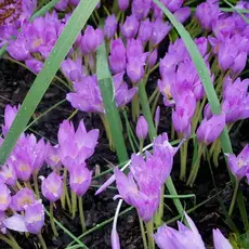 Безвременник Византийский