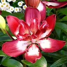 Лилия Дабл Плеже азиатская махровая